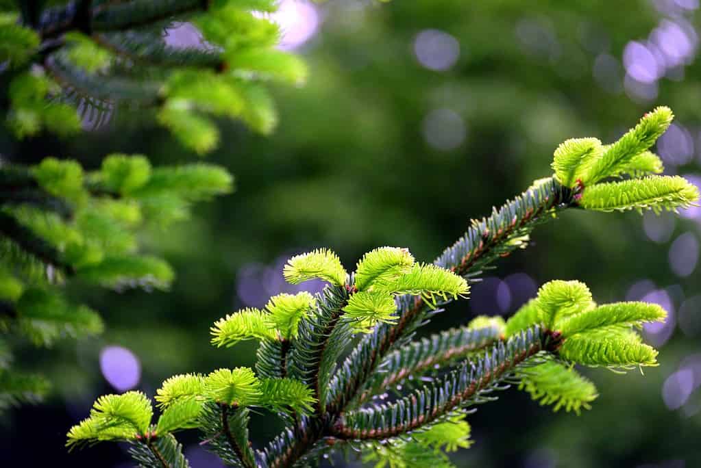 image of green young spruce tips growing on a spruce tree in spring