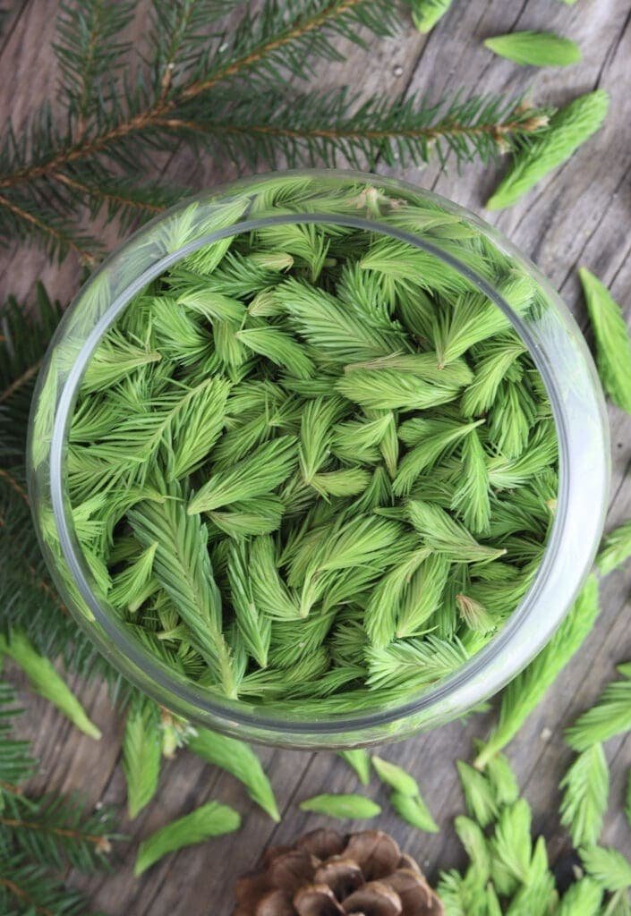 young fresh, bright green spruce tips stacked in a glass jar. 