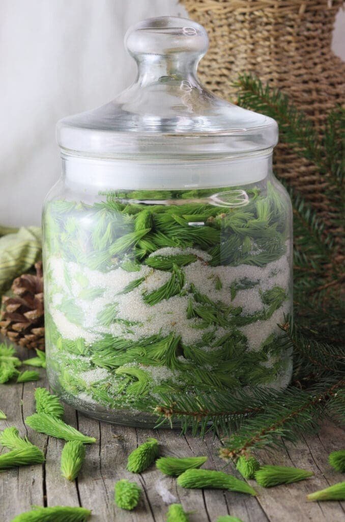 image of a jar full of spruce tips and sugar to make traditional spruce tip syrup