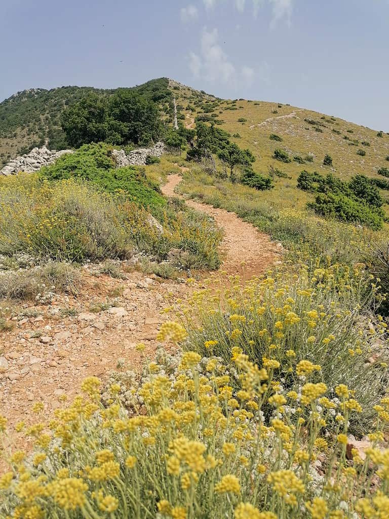 Helichrysum growing in it's natural environment