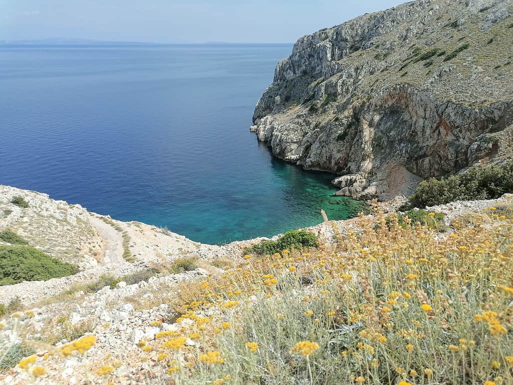 Helichrysum growing on the mediterranean coast 