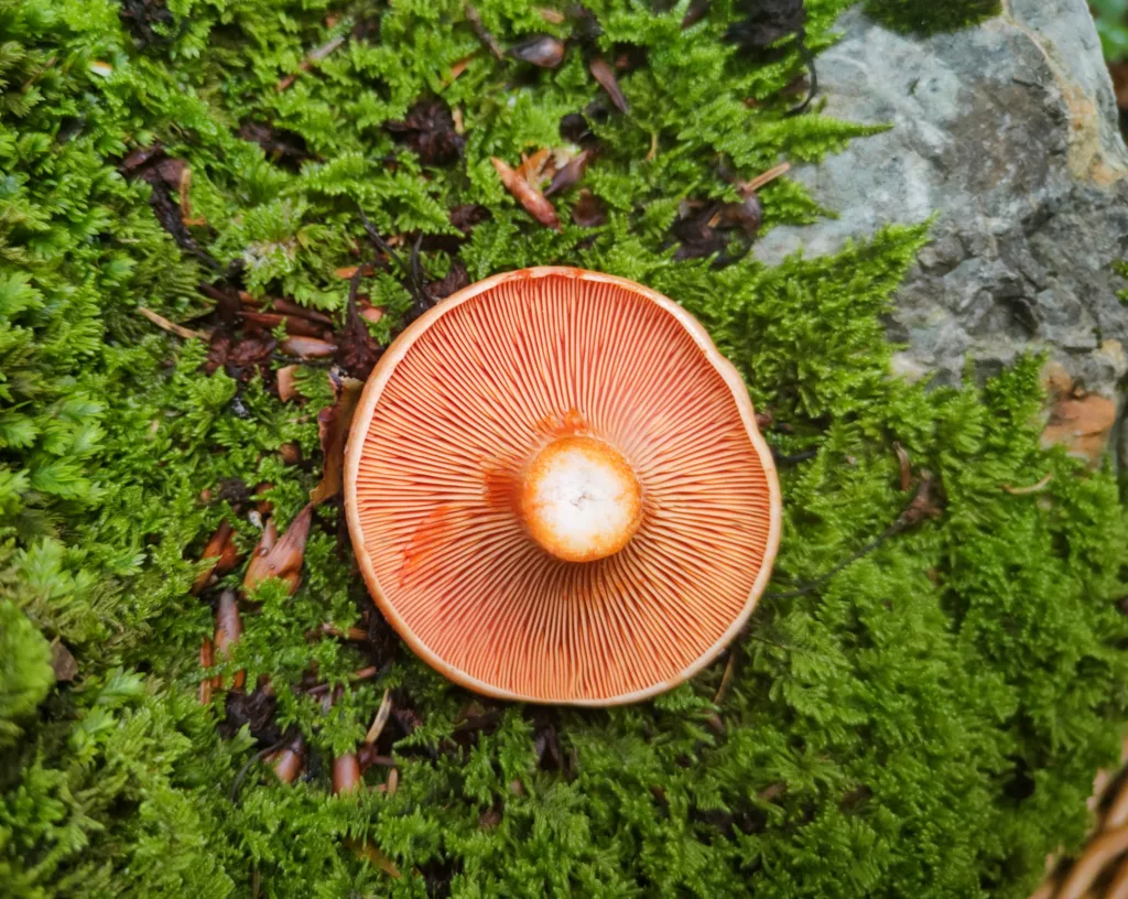 saffron milk cap mushroom