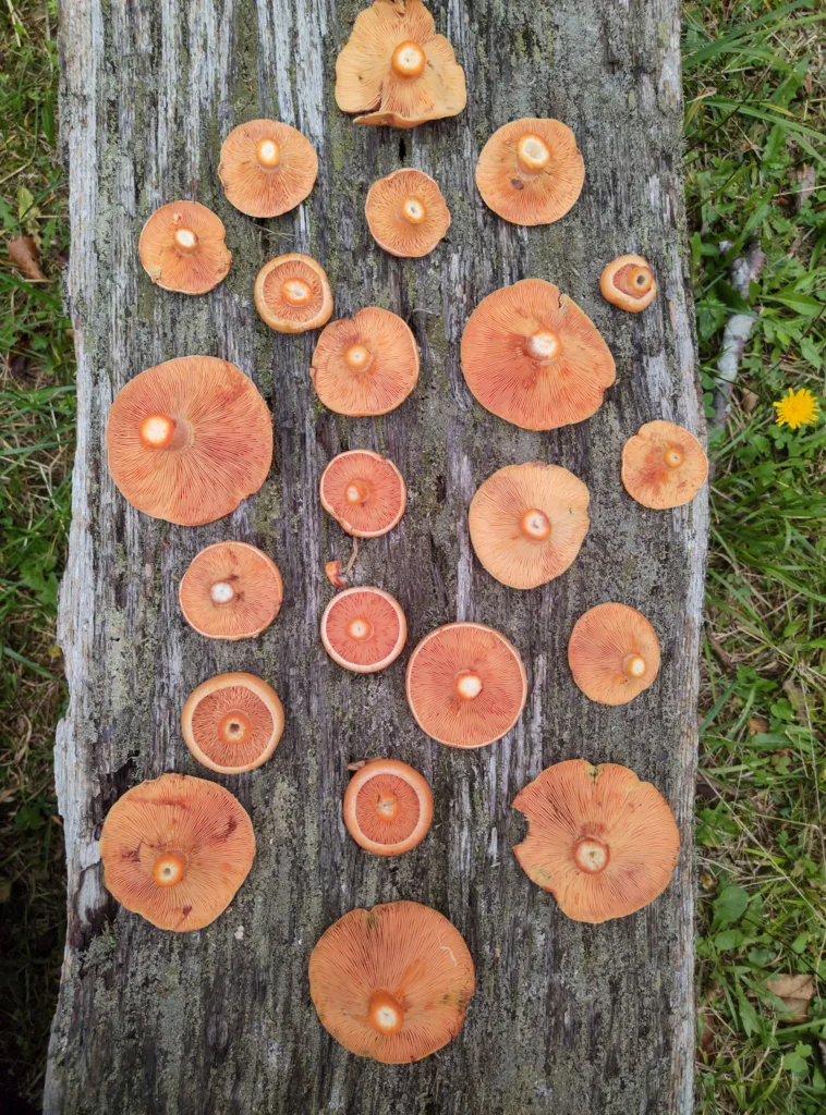 lactarius deliciosus saffron milkcap mushrooms