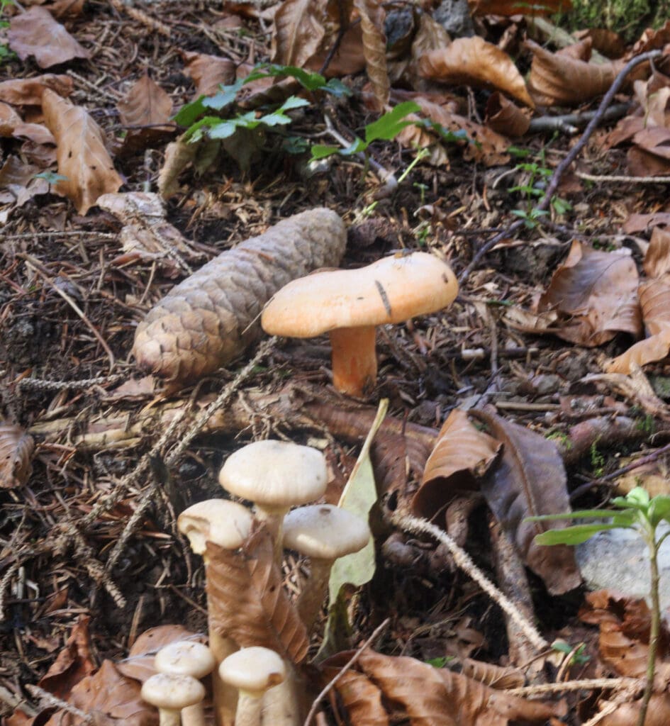 Image of a saffron milk cap (Lactarius deliciosus) growing in the forest in october