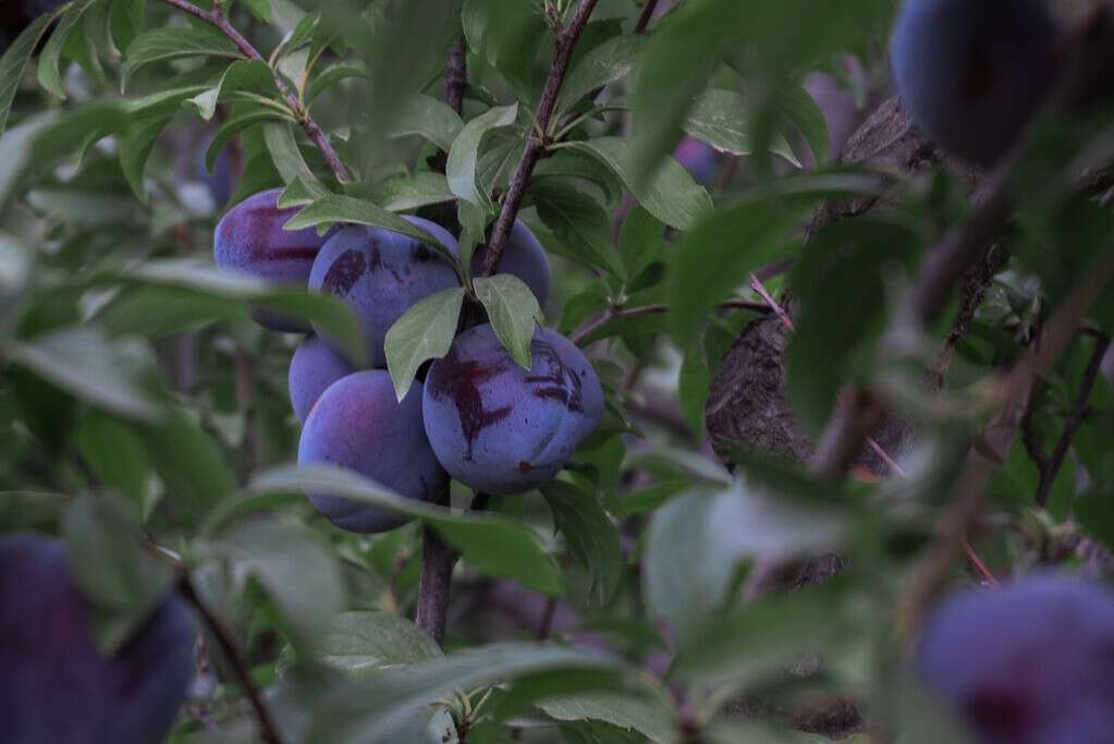 plums ripening 