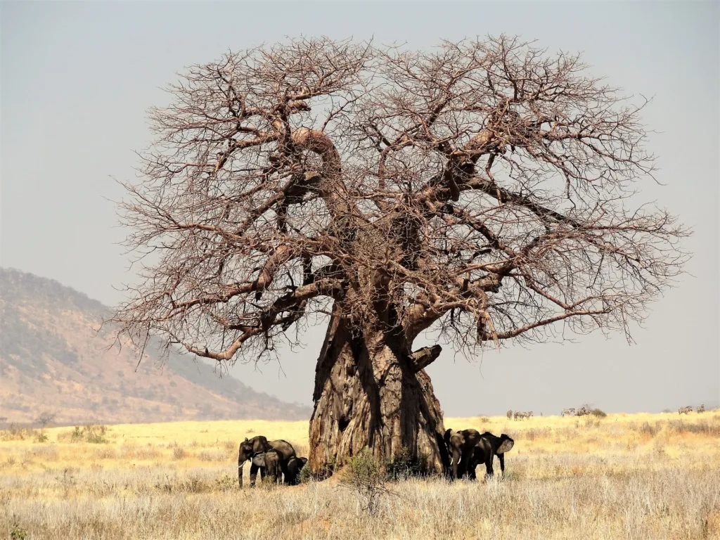 baobab tree 