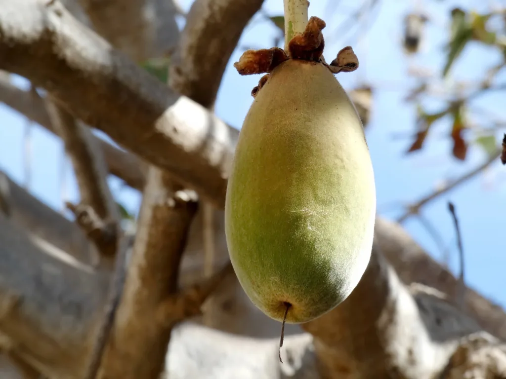 baobab fruit still green