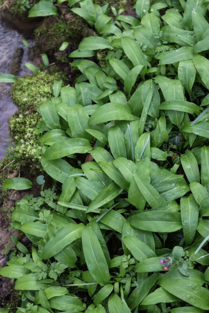 a patch of wild garlic growing near the stream, just after the spring rain