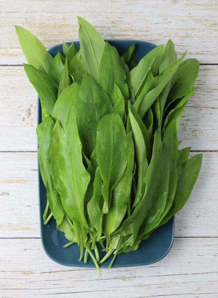 how to wash fresh wild garlic leaves