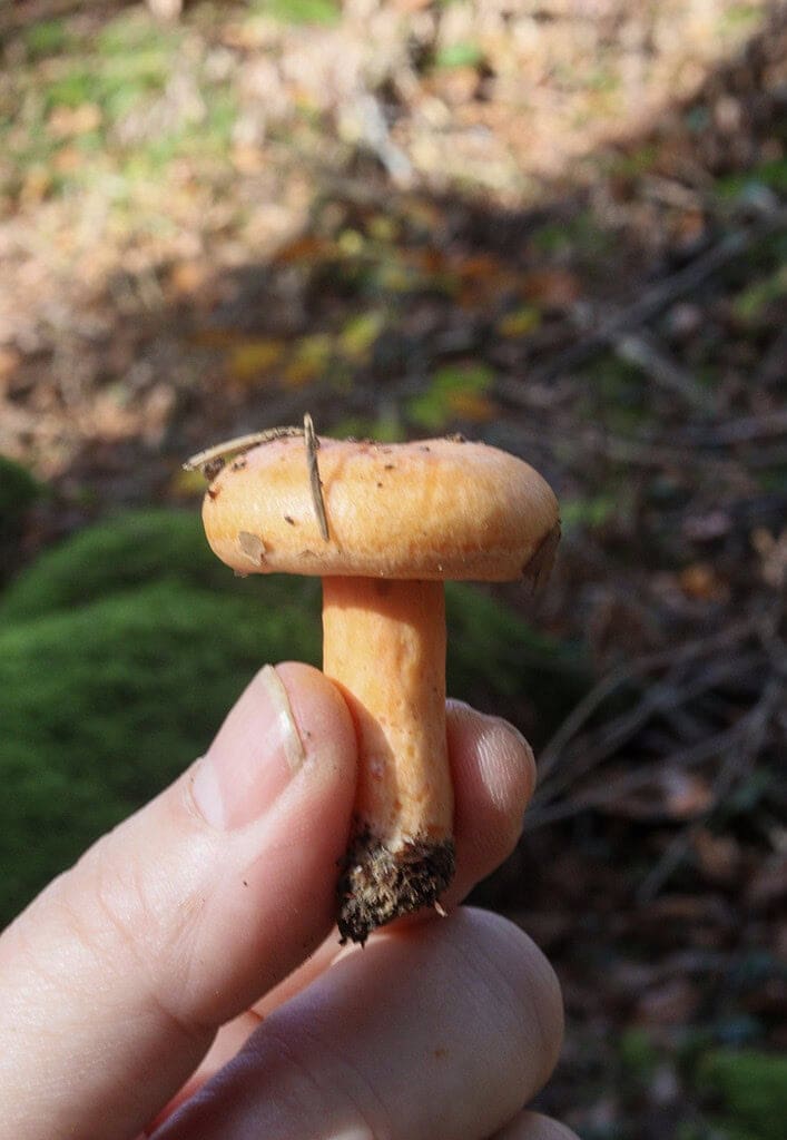 a small young saffron milk cap (lactarius deliciousus) growing in early november in a south Slovenian forest 