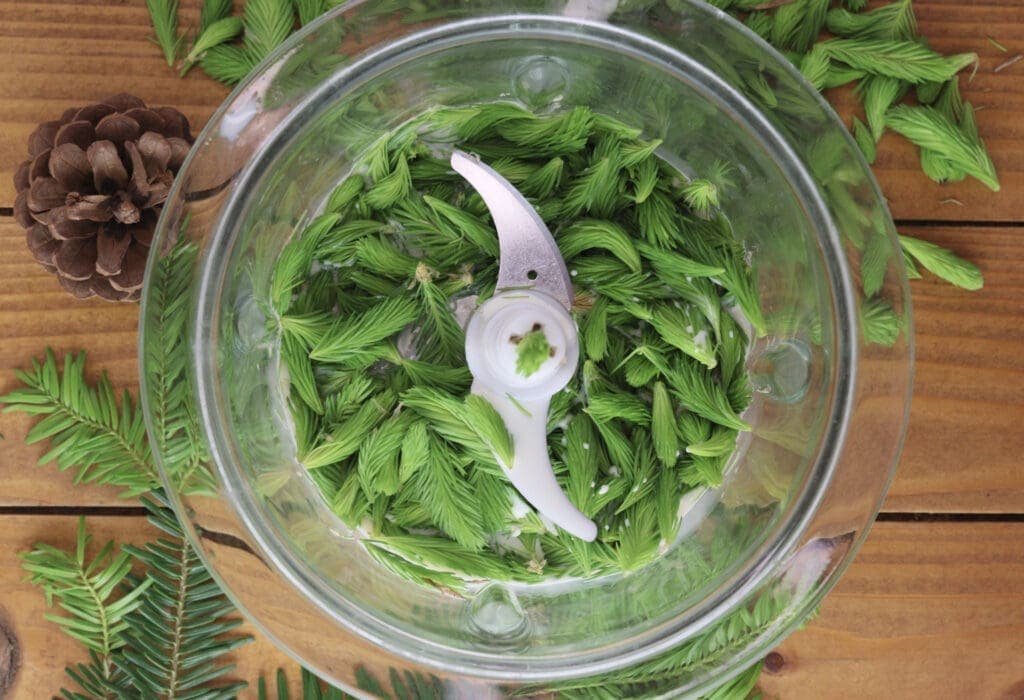 Image of mixing fresh spruce tips with heavy cream and sugar. 