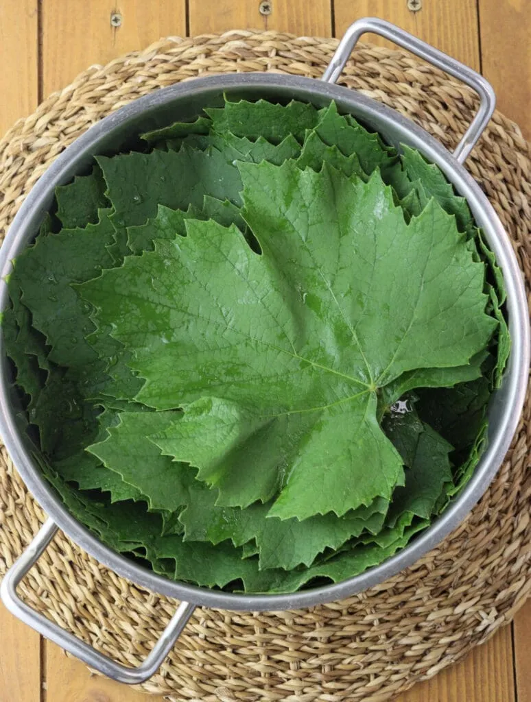 Young grape leaves in a pot.