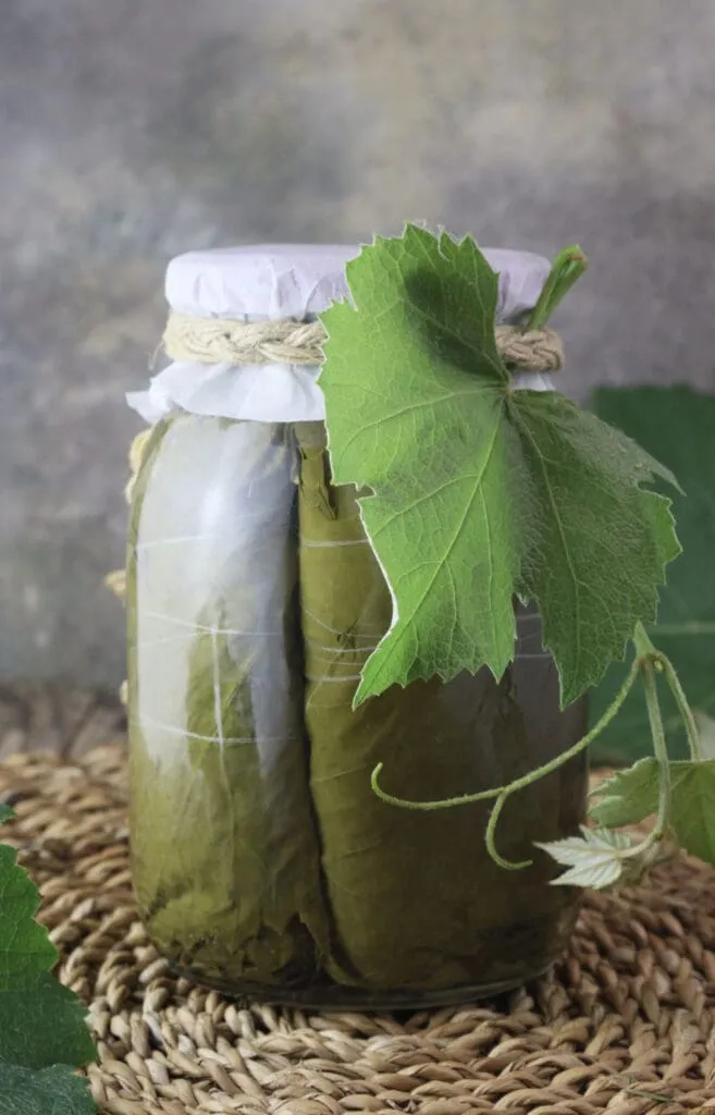 Canned blanched grape vine leaves preserved in brine.