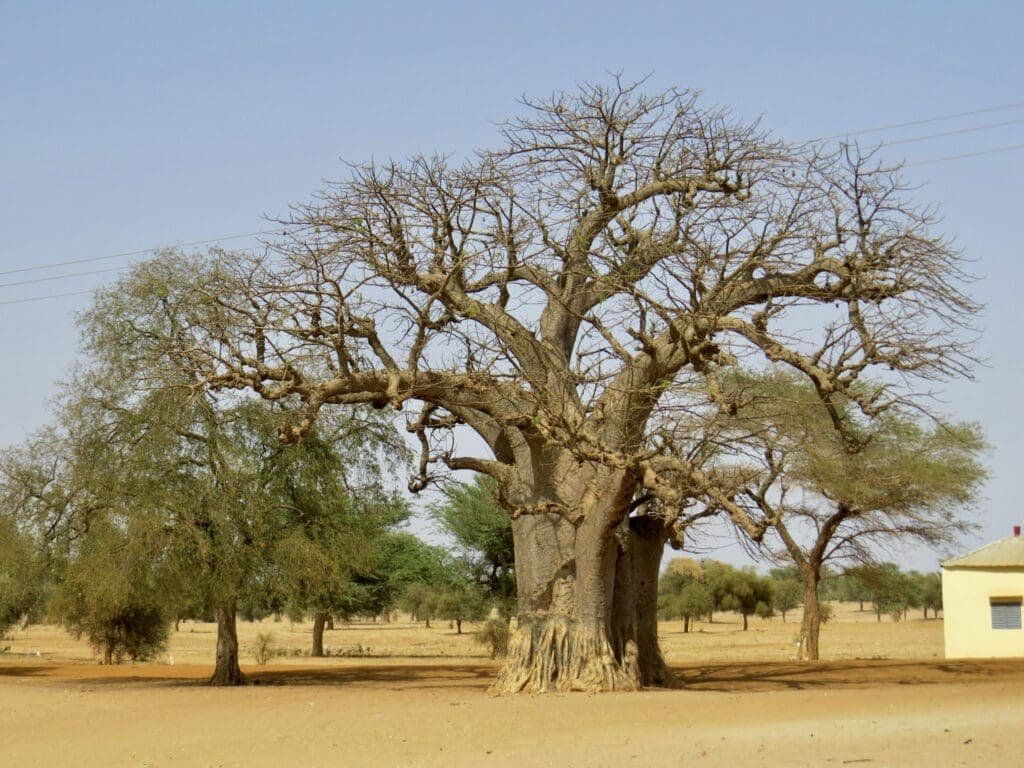 Image of a west african baobab tree with fruit pods at the top of the tree.