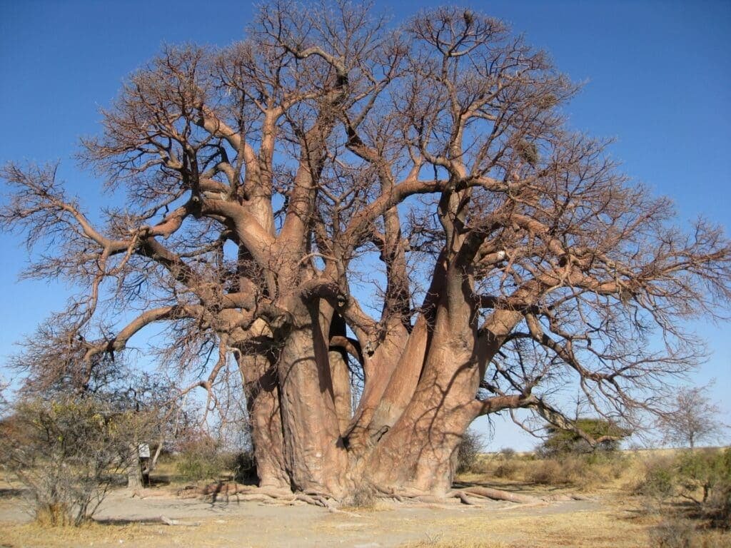 Huge baobab tree in Botswana, the iconic superfruit tree used for healthy baobab recipes.