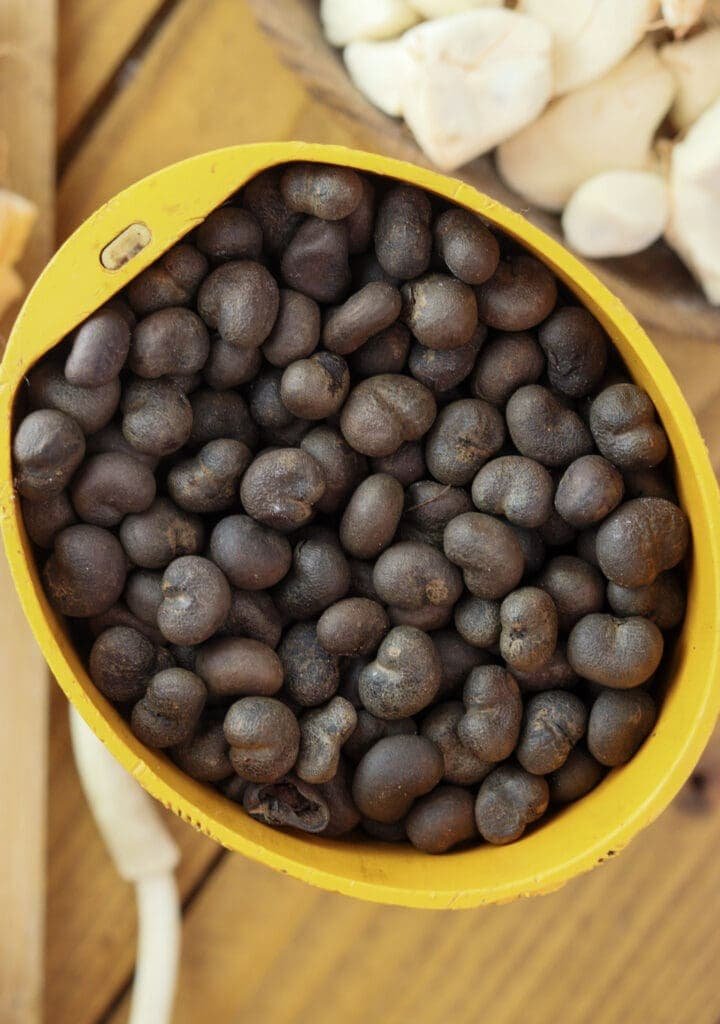 Roasted baobab seeds in a coffee grinder.