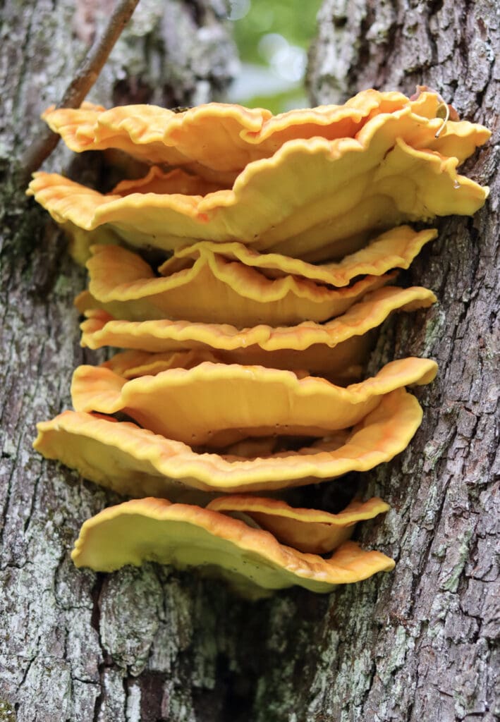 Image of chicken of the woods mushroom cluster growing on an old pear tree