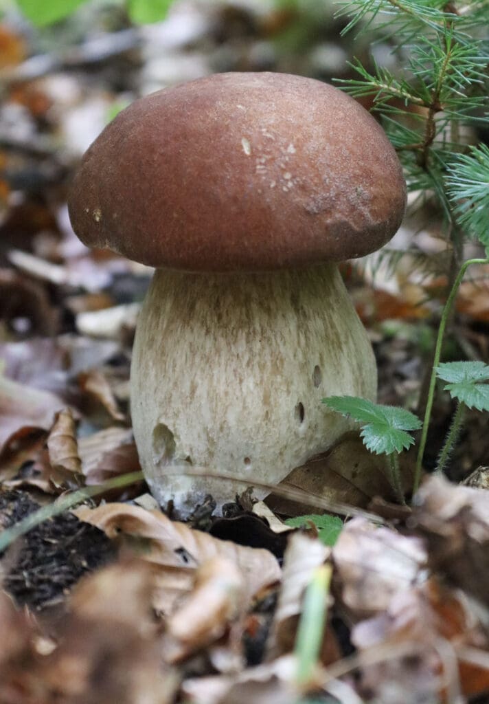 A beautiful porcini mushroom popping out of autumn leaves in a Slovenian forest