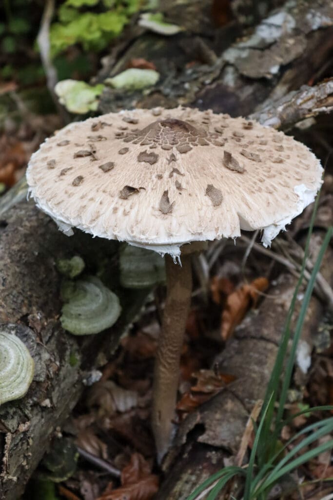 A beautiful parasol mushroom growing in the woods near a fallen log.