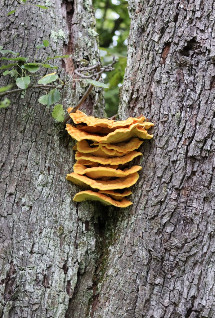 Image of chicken of the woods mushroom growing on an old tree