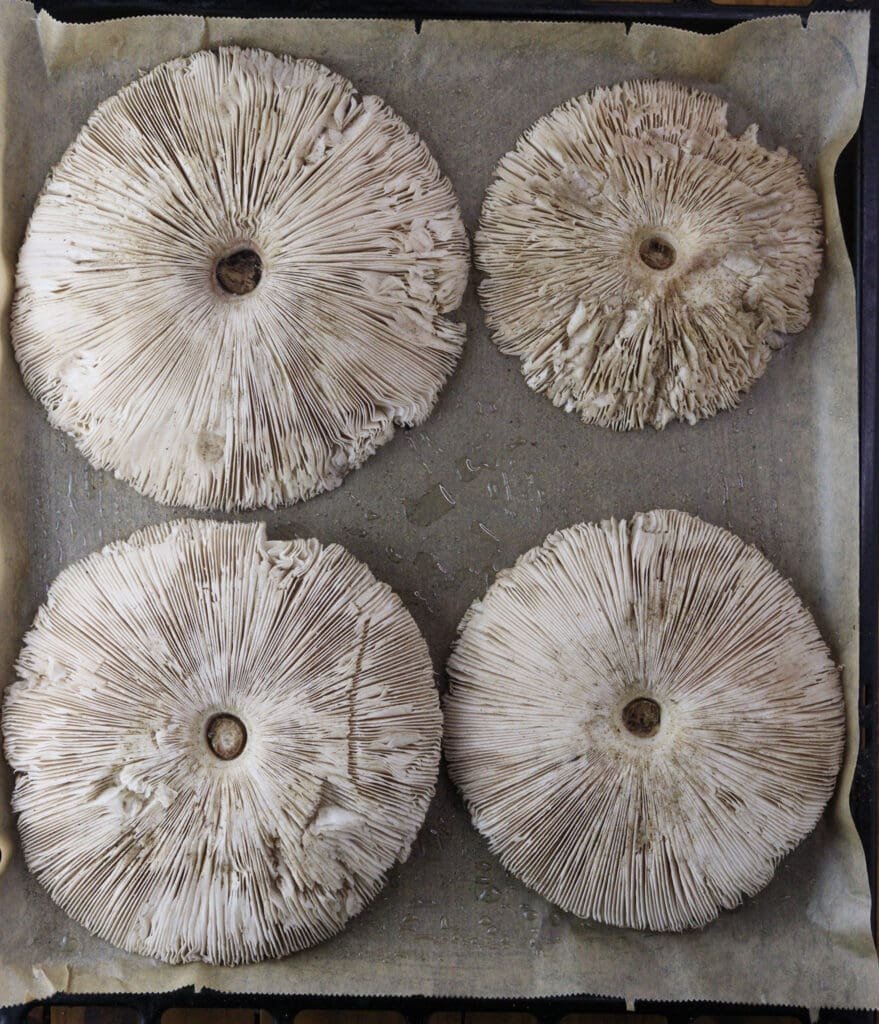 Four parasol mushrooms lined on a baking sheet ready to be softened in the oven.