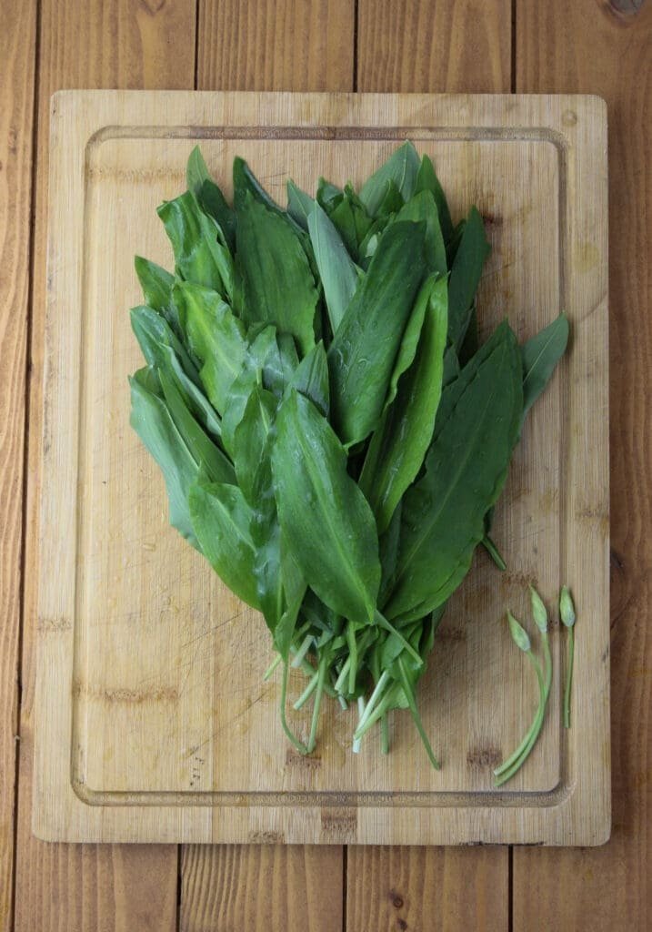 How to wash the leaves and pat them dry before processing them into pesto.