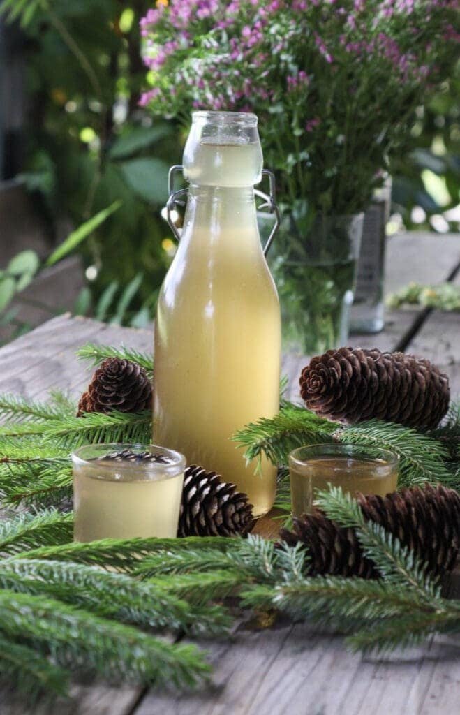 An open bottle of spruce tip syrup with two small cups of spruce tip syrup in front and spruce cones in the background.