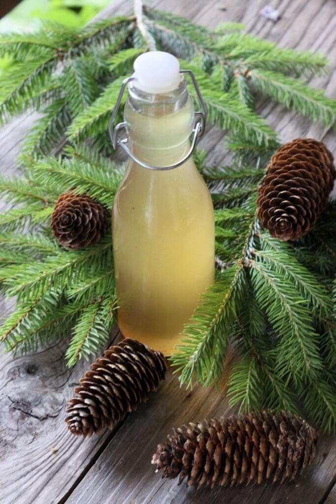 A bottle of freshly made spruce tip cough syrup prepared for storage over the winter