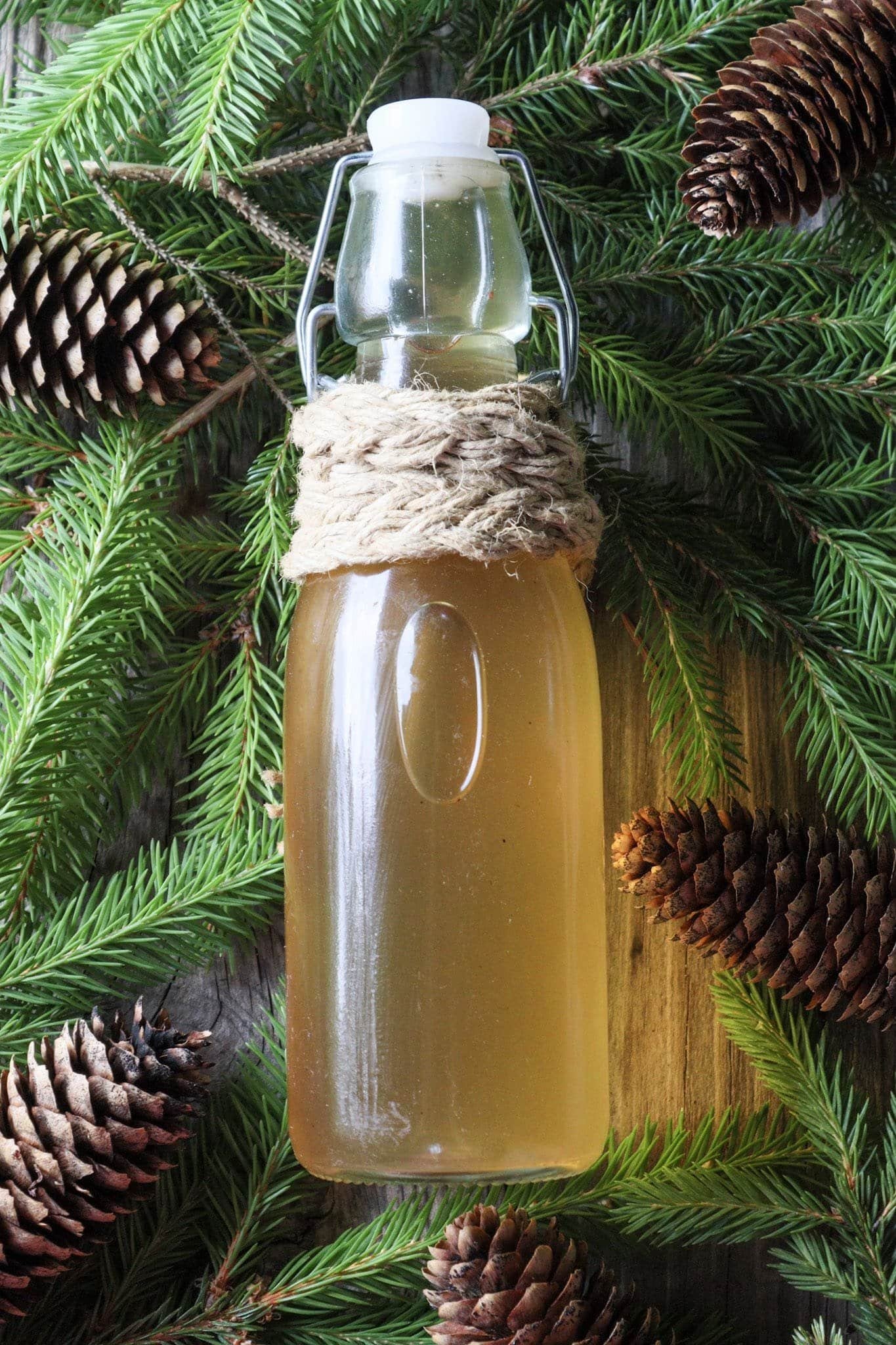 A bottle of traditional spruce tip syrup with spruce cones and spruce branches.