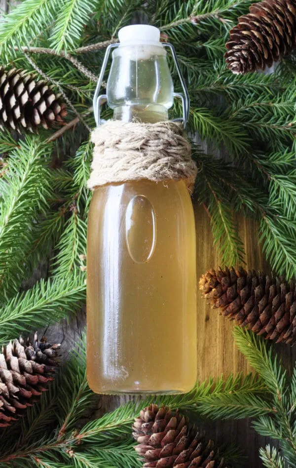 A bottle of fresh spruce tip syrup, used as a cough syrup made by a traditional spruce tip syrup recipe.