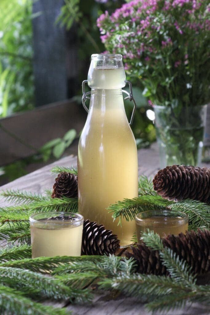 Homemade spruce tip syrup in a bottle and two cups of homemade syrup served for drinking.