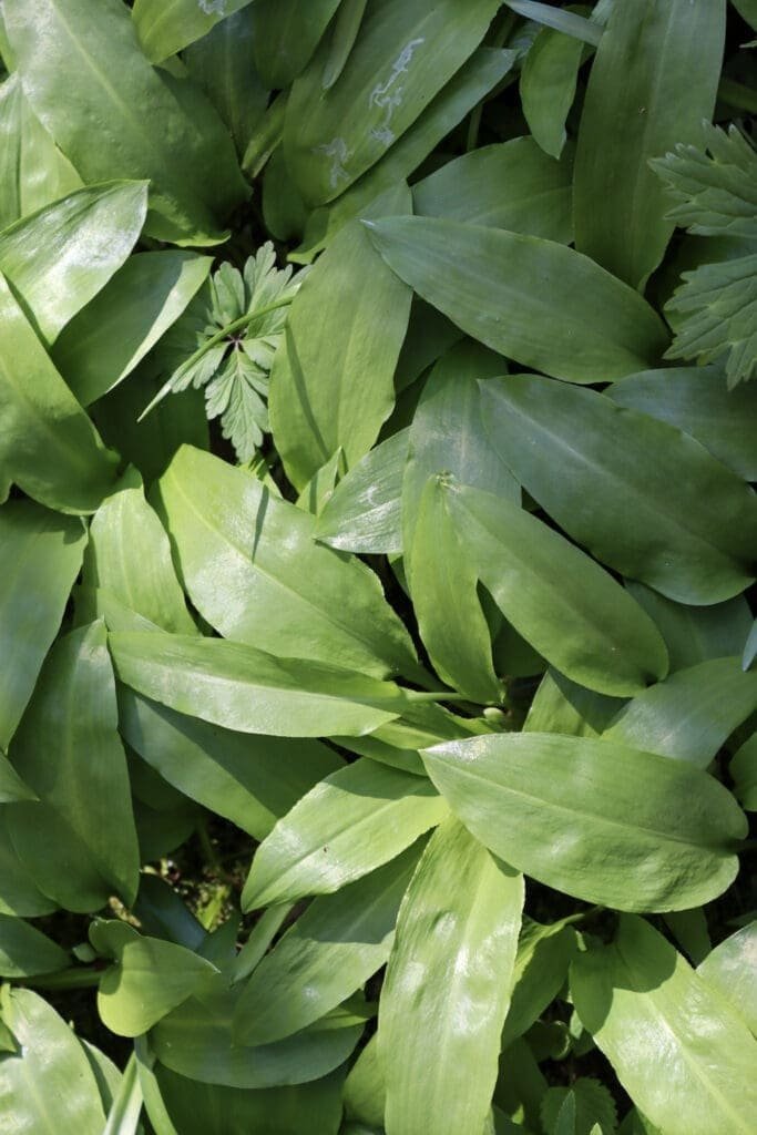 Fresh wild garlic leaves with bright green color, almost ready to flower.