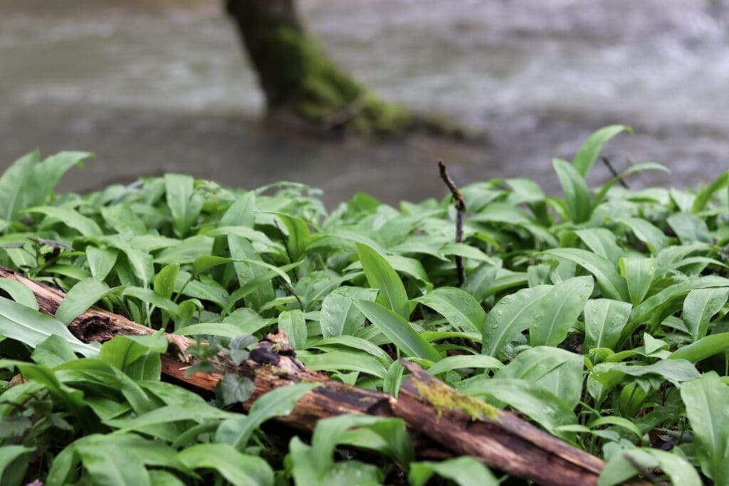 A patch of wild garlic growing on a river bank with water in the background, in early April.
