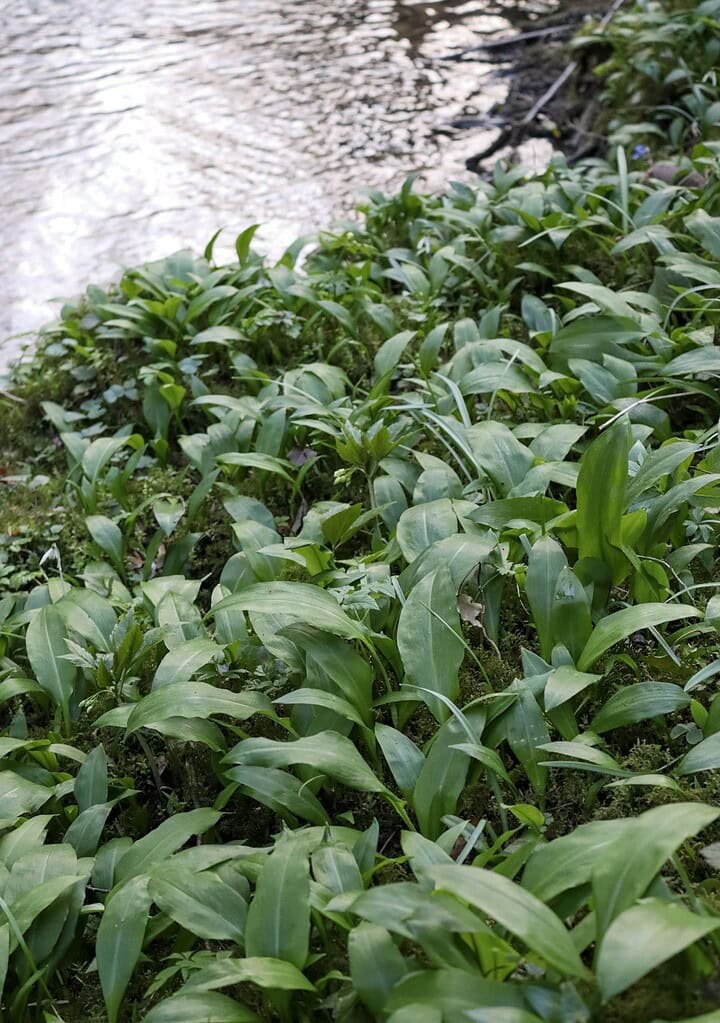 Wild garlic plants growing close to river in early spring in Slovenia.