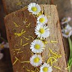 Buckwheat dandelion bread loaf with honey and flowers.