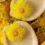Lemon dandelion flower dessert - similar to a posset, with dandelion petals and dandelion flowers on top.