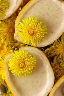 Lemon dandelion flower dessert - similar to a posset, with dandelion petals and dandelion flowers on top.