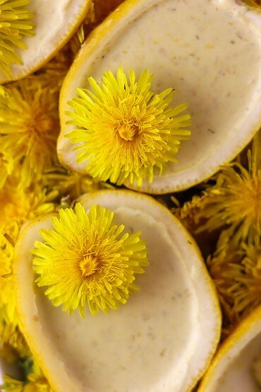 Lemon dandelion flower dessert - similar to a posset, with dandelion petals and dandelion flowers on top.
