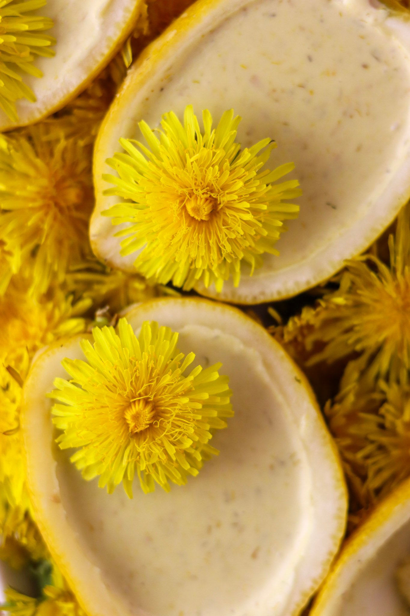 Lemon dandelion flower dessert - similar to a posset, with dandelion petals and dandelion flowers on top.