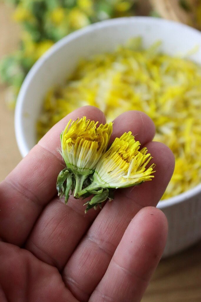 How to pluck the dandelion flower petals.