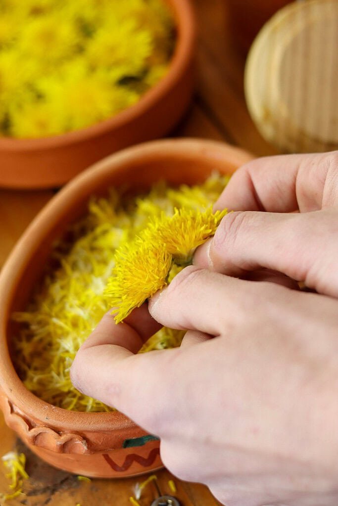 Splitting dandelion flowers in half to pinch the petals easier. A full bowl of dandelion flowers and a bowl of dandelion petals in the background.